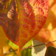 Autumnal Color