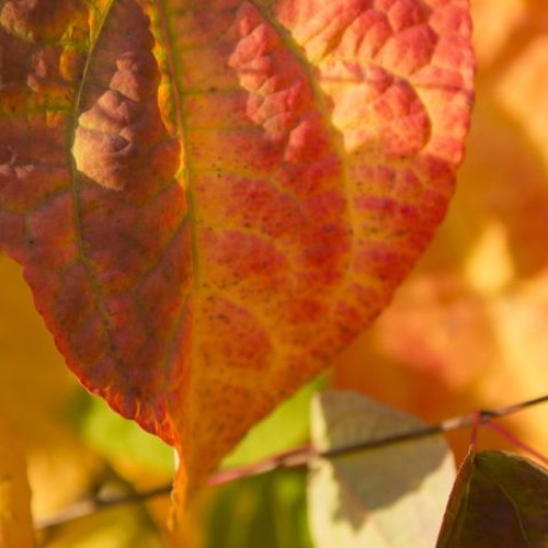 Autumnal Color