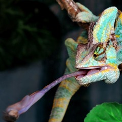 Chameleon (prod. Feniko)