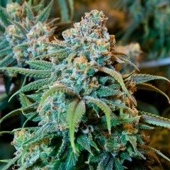 Rather be a playa Jdt ft Shorty Rokk