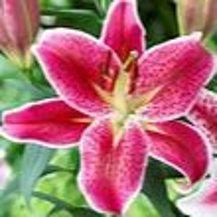 Ms. Dunst's Pancakes