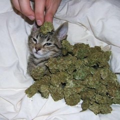 drugs you should try it (but it’s a cover)