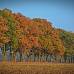 Tree Line