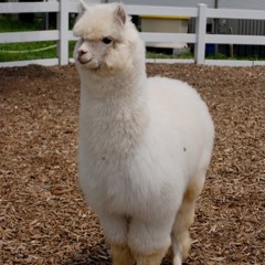 llama