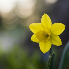 Persephone In The Garden (pt. 1)