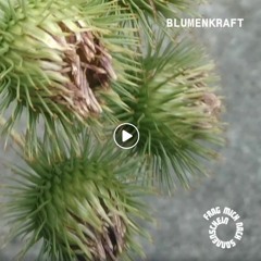 Frag Mich Nach Sonnenschein - Blumennkraft