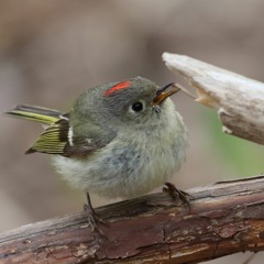 Ruby-crowned Kinglet - Roitelet à couronne rubis