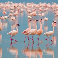 Flight of the Flamingo(Flamingosis)_uphyung onetake remix(guitars, synth bass)