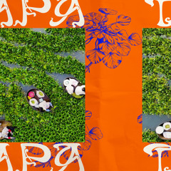 shigge - trapa