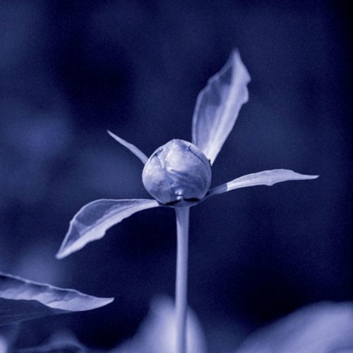 MNMT Premiere: Unjin – Ties (Hydrangea Remix)