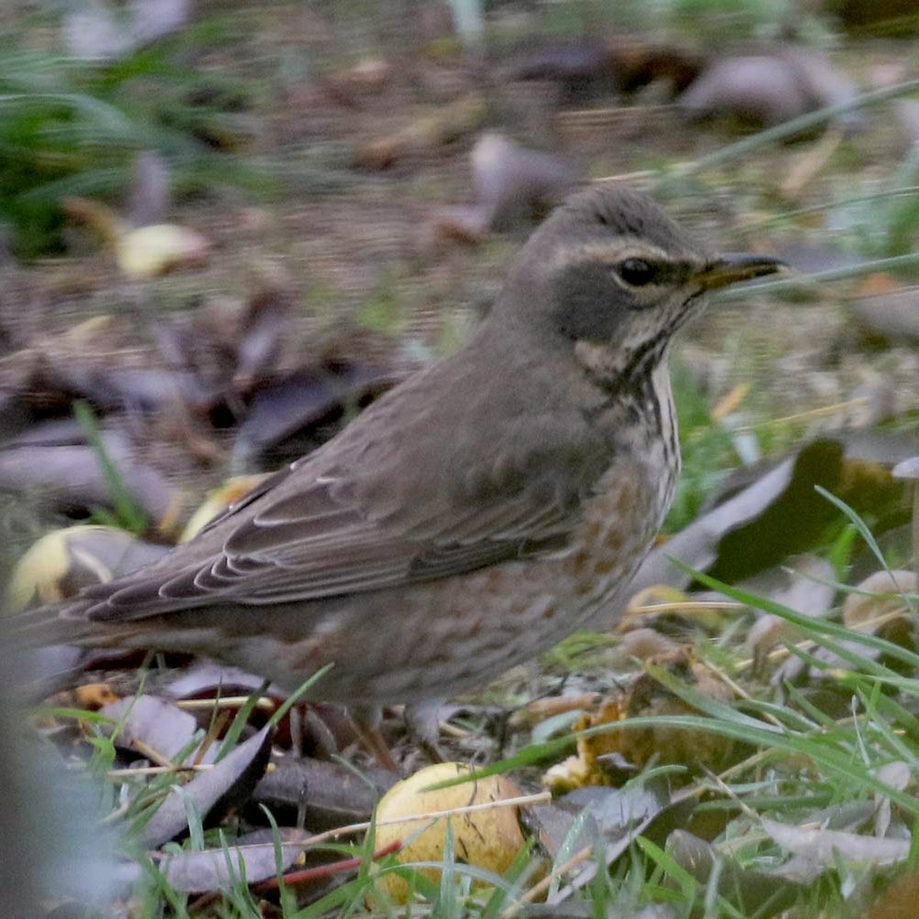 4. Rödtrastar, juvenila Emberizor och hybridsnack