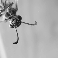 Une histoire (19.11.18)