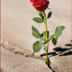 The Good Life (2012)