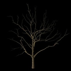 vivacidade introspectiva (prod.thema)