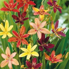 Romeo Taylor - Rainbow Lily