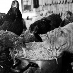 poio trágiko - pohítos pastando