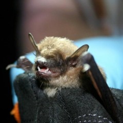 The Echolocation Call Of A Big Brown Bat