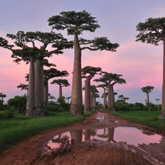 Baobab