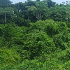 YEBBA - Evergreen