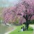 Artwork for Fleetwood Brougham - Under A Cherry Blossom