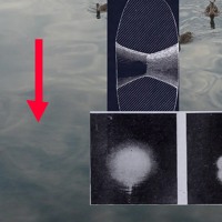 The long neck of the matuku