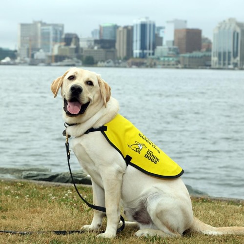 Stream Cnib Guide Dogs By Cnib S Blind Wide Open Podcast Listen Online For Free On Soundcloud