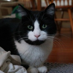Small Japanese Asteroid Cat