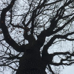 Eocæn - The Unblinking Eye