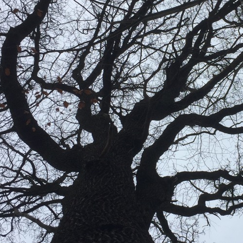 Eocæn - The Unblinking Eye