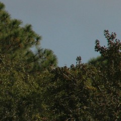 boone park