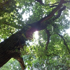 Floating In The Breeze (part 1)