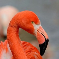 BOOTSY ADAMS @ SIZZLE 11.22.18