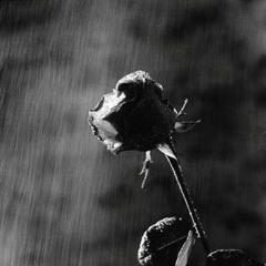Drop On A Rose By Tommy Piro (2017) Prod By Nick Piro