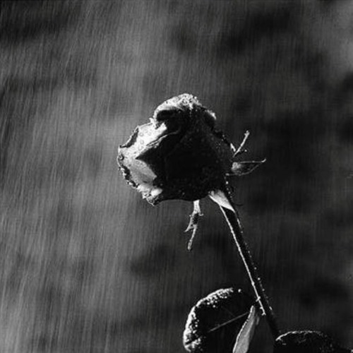 Drop On A Rose By Tommy Piro (2017) Prod By Nick Piro
