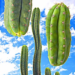 Dynamo Rider (available on Plastic Cactus!)