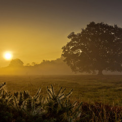 in the morning dawn