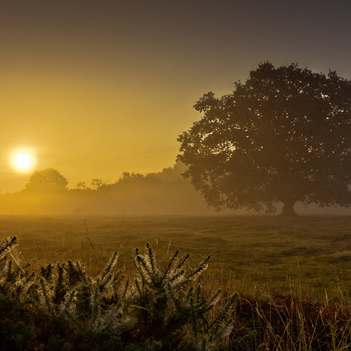in the morning dawn