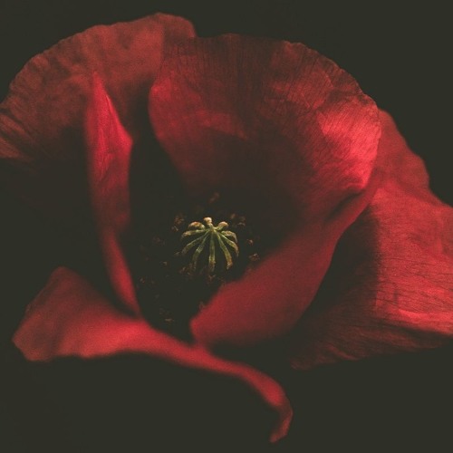 Carlos Viola - Sonata of Abandonment