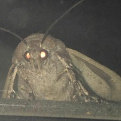 CxAxB - Moths looking at me