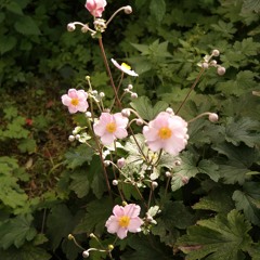 mlchz x JAHCOV - Step Back