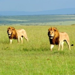 Young June & DON Juan Grams- Struggled in the Jungle