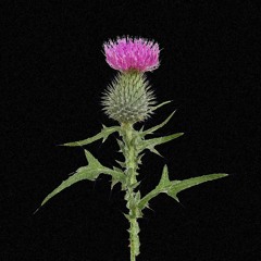 Phoi - Thistle