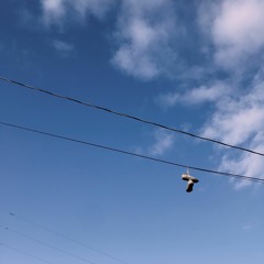 Velvet Afternoon Live