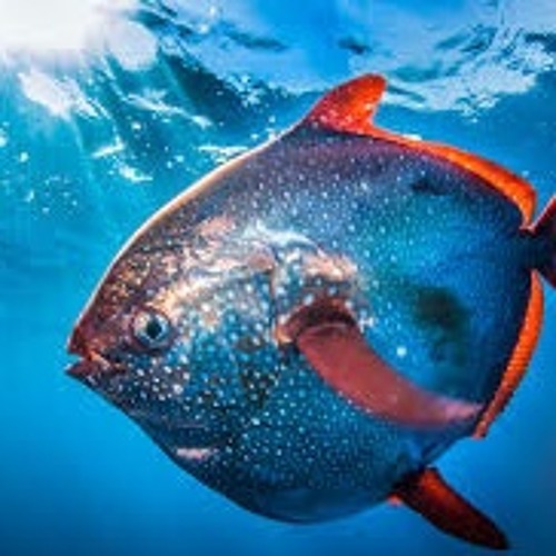 Witch Saison - Ross Go Edit