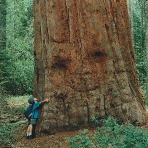 Forest Speak