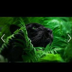 WICKED STEPPA / BENLODIK / MEIJA //THE GREEN PANTHER EXTRACT