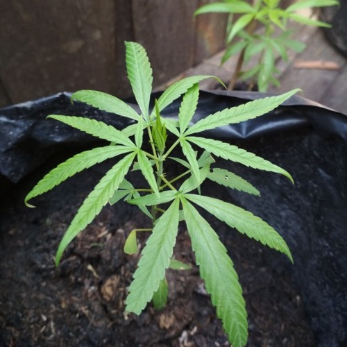 Tony q rastafara l-Gembira adalah obat