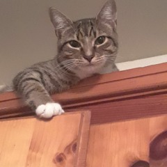 Salt Around The Rimjob