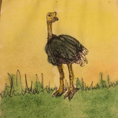 Ostrich