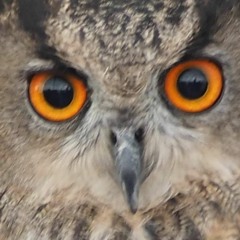 I See You